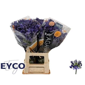 Agap Eyfori Blue 65cm