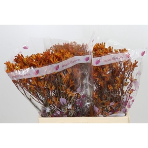 Anigozanthos Orange