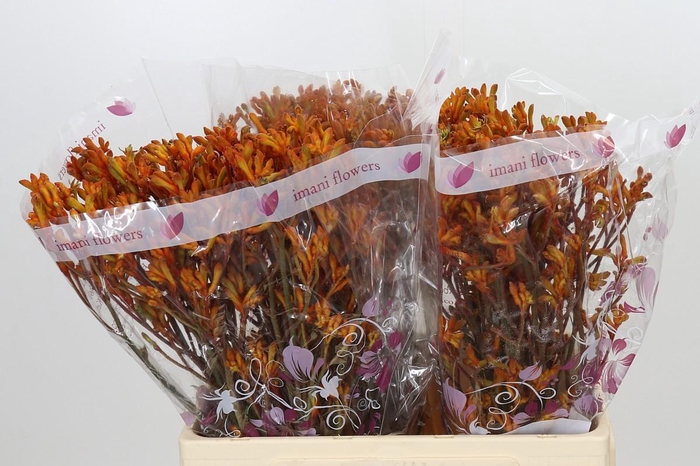 <h4>Anigozanthos Orange</h4>