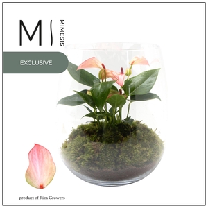 Mimesis Anthurium KARMA Hotlips - Juliette