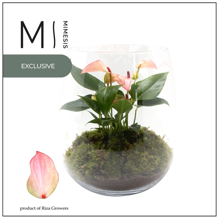 <h4>Mimesis Anthurium KARMA Hotlips - Juliette</h4>