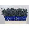 Eryngium Blue Dynamite