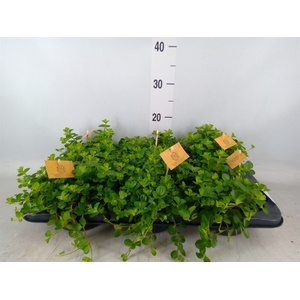 Peperomia rotundifolia