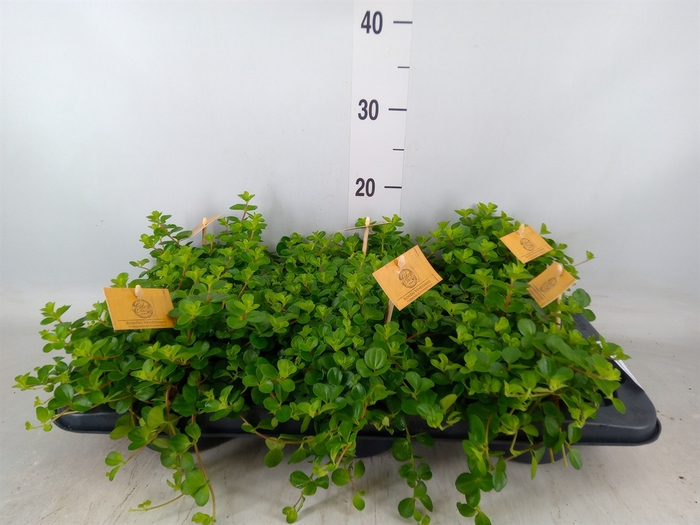 <h4>Peperomia rotundifolia</h4>