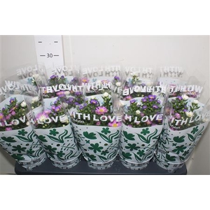 Aster Nb Carnaval