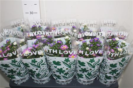 <h4>Aster Nb Carnaval</h4>