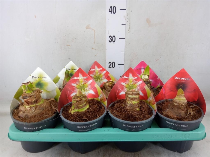 <h4>Hippeastrum   ...</h4>