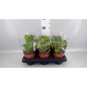 Pilea   ...