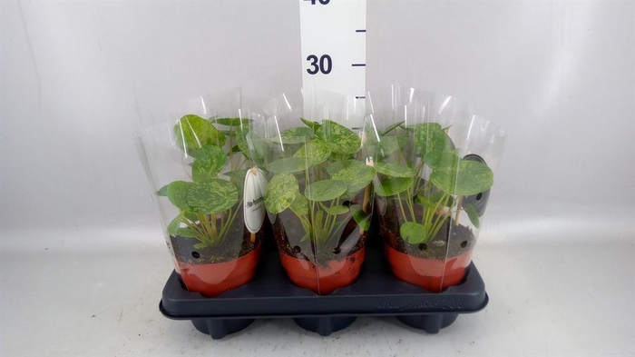 <h4>Pilea   ...</h4>