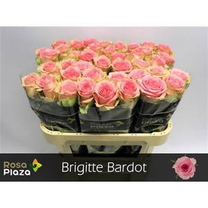R Gr Brigitte Bardot