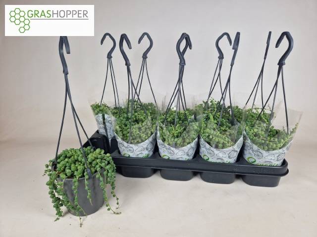 <h4>SENECIO ROWLEYANUS P12</h4>