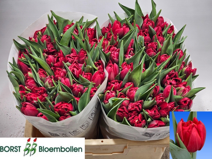 <h4>TU DU HATTRICK</h4>