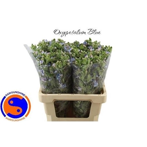 Oxy Co Tan Pure Blu