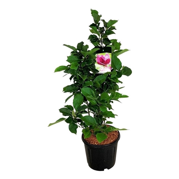 <h4>Magnolia 'Genie' (pbr)</h4>