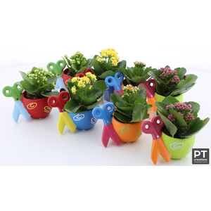 ARR KALANCHOE