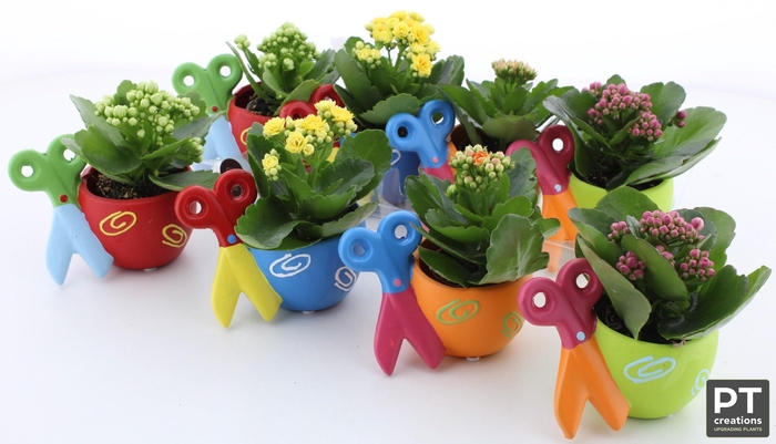 <h4>ARR KALANCHOE</h4>