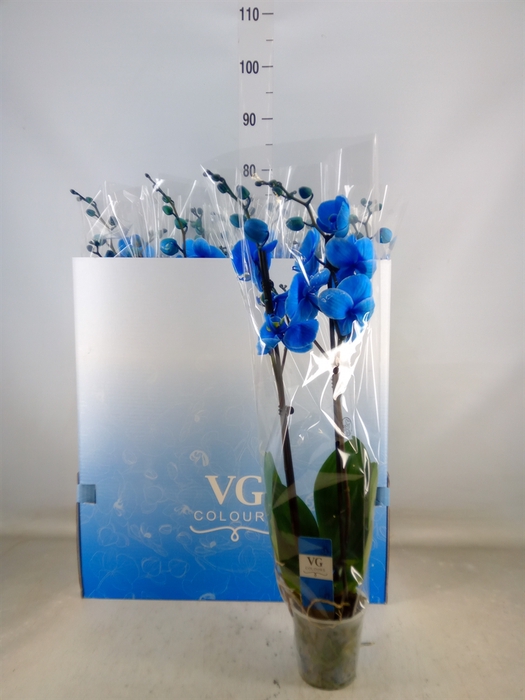 <h4>Phalaenopsis   ...</h4>