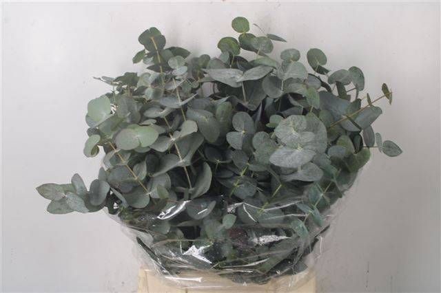 <h4>EUC CINEREA PER BOS</h4>