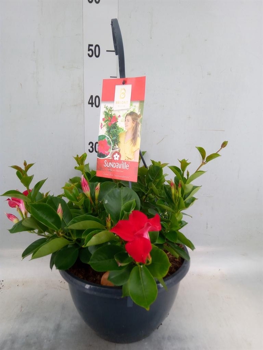 <h4>Mandevilla am. 'Sundav Red'</h4>