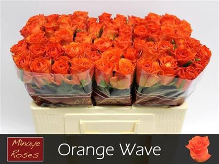 <h4>Rosa a grande fleur Orange Wave</h4>