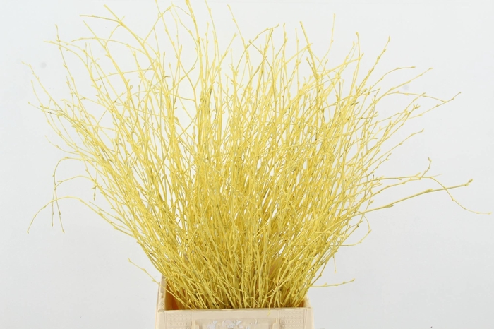 <h4>BETULA BS KLB H%</h4>