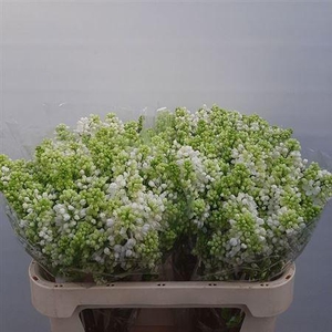 Syr V Mme Fl Stepman 70cm 4+