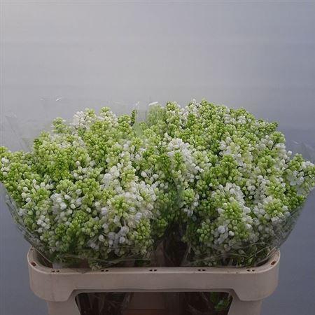 <h4>Syr V Mme Fl Stepman 70cm 4+</h4>