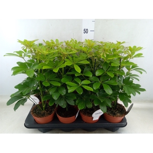 Schefflera arbor. 'Nora'