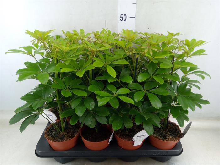 <h4>Schefflera arbor. 'Nora'</h4>