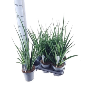 Sansevieria kirkii 'Friends'