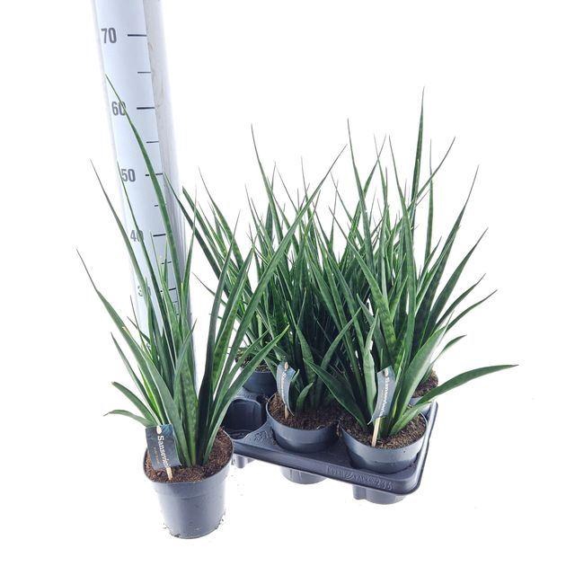 <h4>Sansevieria kirkii 'Friends'</h4>