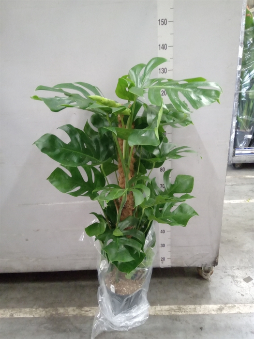 <h4>Monstera pertusum</h4>