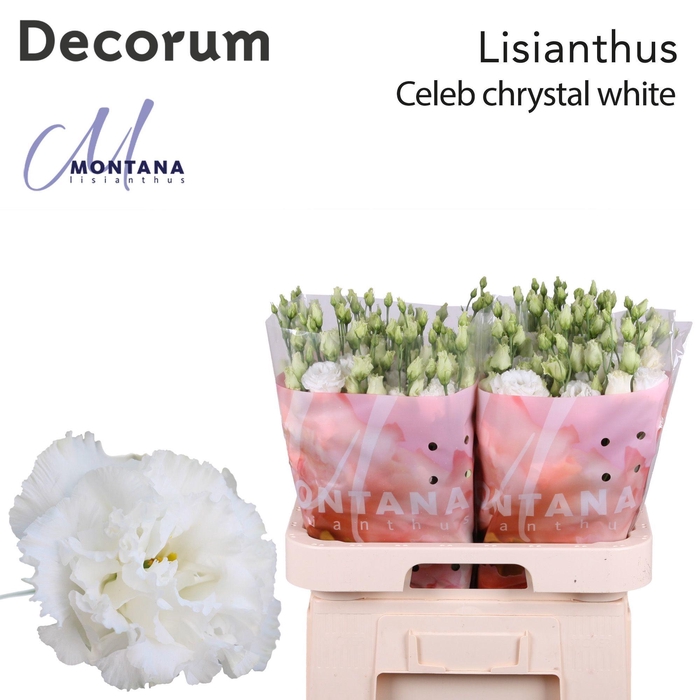 <h4>Lisianthus Celeb chrystal 70cm x50</h4>