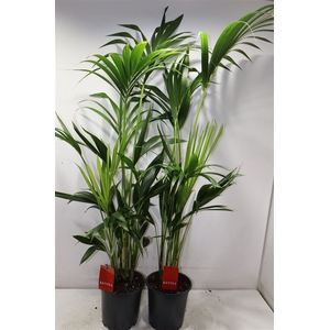 Howea Forsteriana