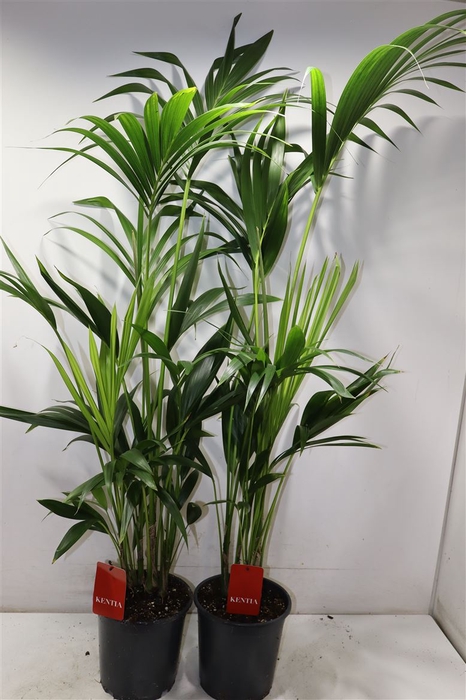 <h4>Howea Forsteriana</h4>