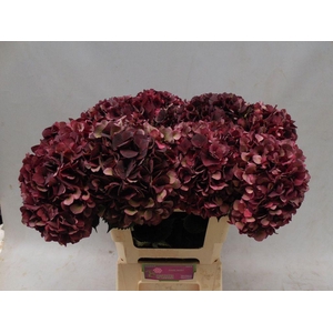 Hydrangea mag dark ruby classic