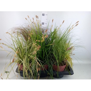 Carex   ...mix