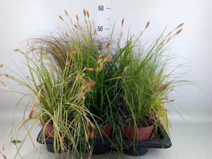 <h4>Carex   ...mix</h4>