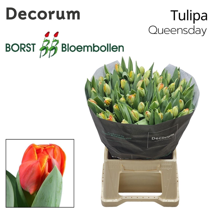 <h4>TU DU QUEENSDAY</h4>