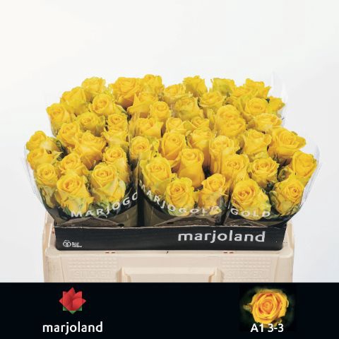 <h4>R Gr Penny Lane Marjoland 33</h4>