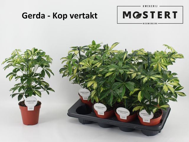 <h4>Schefflera arbor. 'Gerda'</h4>