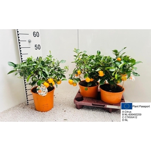 CITR MICROCARPA