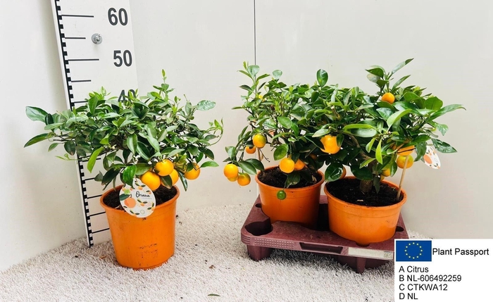 <h4>CITR MICROCARPA</h4>