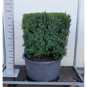 Buxus Sempervirens 70cm kubus