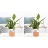 Spathiphyllum in P&PURE Terra Cotta 4 ass. 2