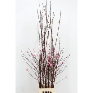 PRUNUS TRILOBA VERTAKT 160CM