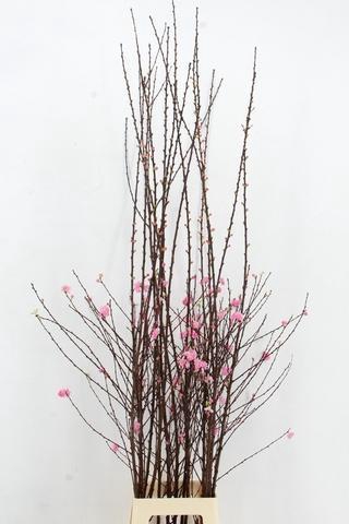 <h4>PRUNUS TRILOBA VERTAKT 160CM</h4>