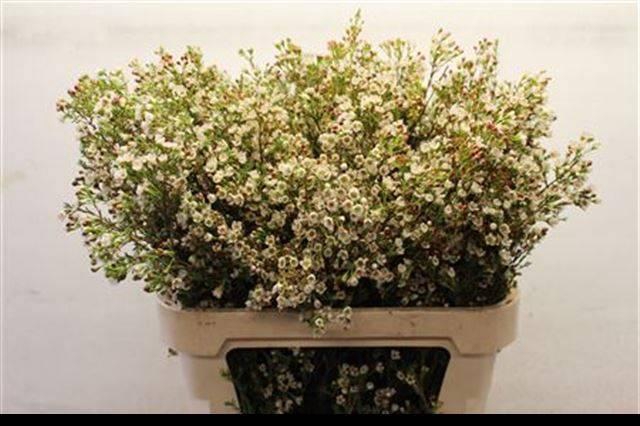 <h4>CHAME BLONDIE</h4>