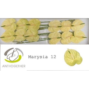 Anthurium Marysia