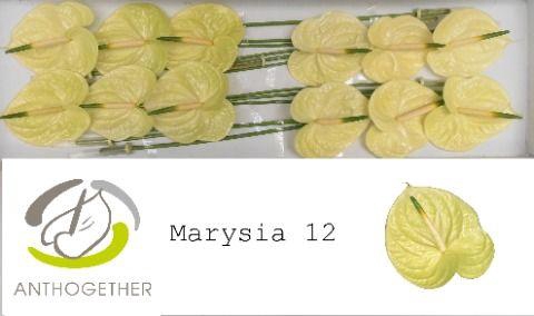<h4>ANTH A MARYSIA</h4>